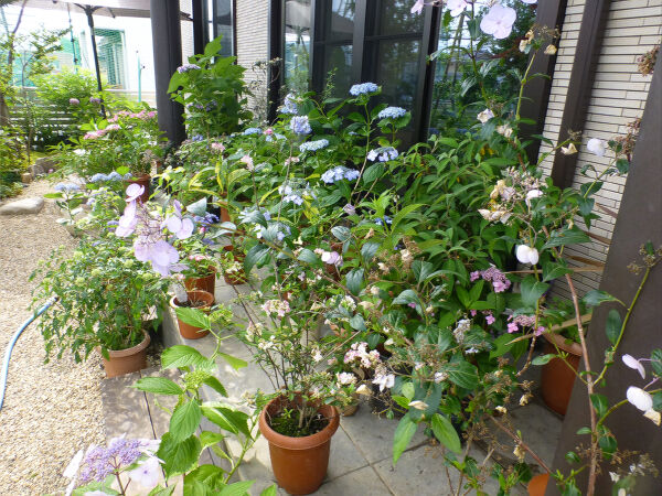 ヤマアジサイの庭 一病息災 日本酒が旨い