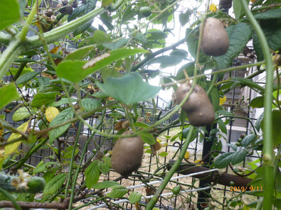 むかご 一病息災 日本酒が旨い