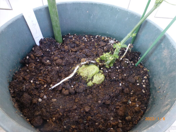 ハヤトウリ 伸びる 一病息災 日本酒が旨い