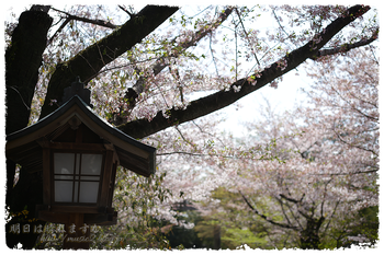 IMG_6903 のコピー