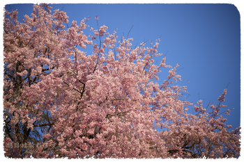 IMG_7330 のコピー