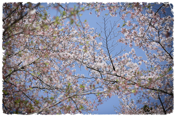 IMG_6905 のコピー