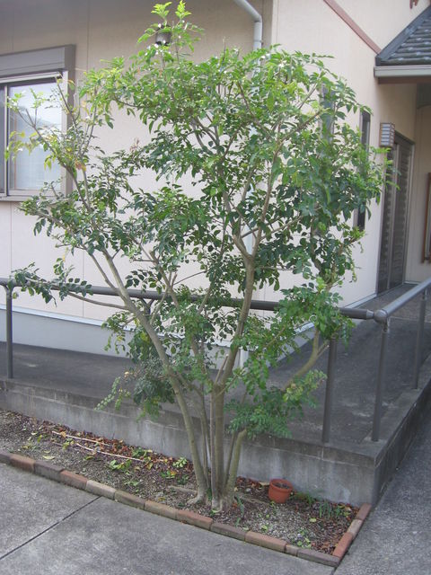 玄関スロープ横植木剪定 家造りメンテナンスブログ お家は大事だよ 玄関スロープ横植木剪定 家造りメンテナンスブログ お家は大事だよ