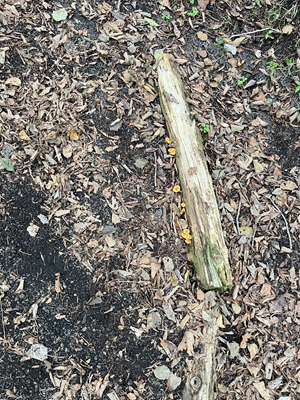 2025秋のキャンプ2日目 032