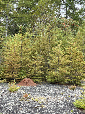 2025秋のキャンプ2日目 051