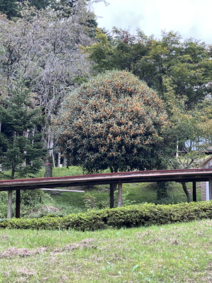 2025秋のキャンプ1日目 033