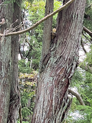 2025秋のキャンプ1日目 027