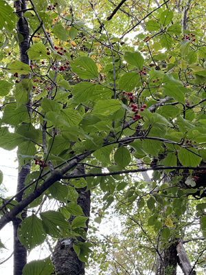 2025秋のキャンプ2日目 030