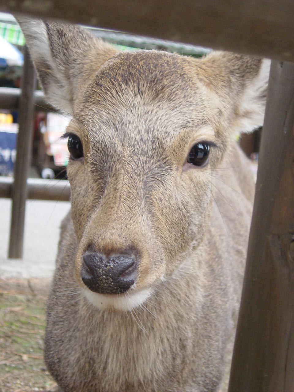 奈良公園の鹿 １１月ぺんすけ会 あなたのスケッチが忘れられない