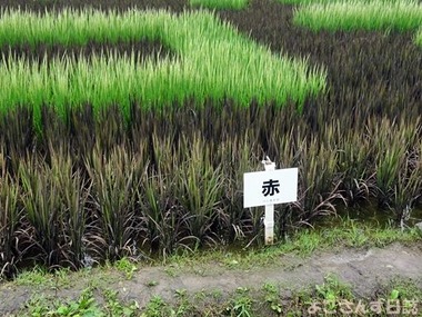 DSC00043