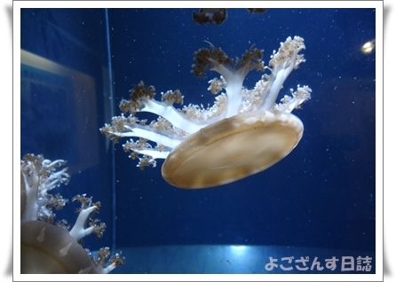 加茂水族館 クラゲ展示室 よござんす日誌 R リターンズ 加茂水族館 クラゲ展示室 よござんす日誌 R リターンズ