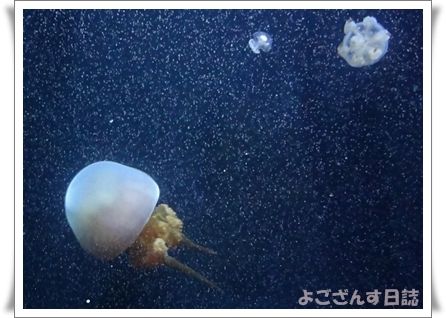 クラゲラーメン クラゲアイス 加茂水族館 よござんす日誌 R リターンズ クラゲラーメン クラゲアイス 加茂水族館 よござんす日誌 R リターンズ