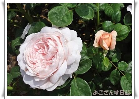 とちぎ花センター ローズフェスタ その2 よござんす日誌 R ﾘﾀｰﾝｽﾞ