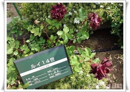 とちぎ花センター ローズフェスタ その2 よござんす日誌 R ﾘﾀｰﾝｽﾞ