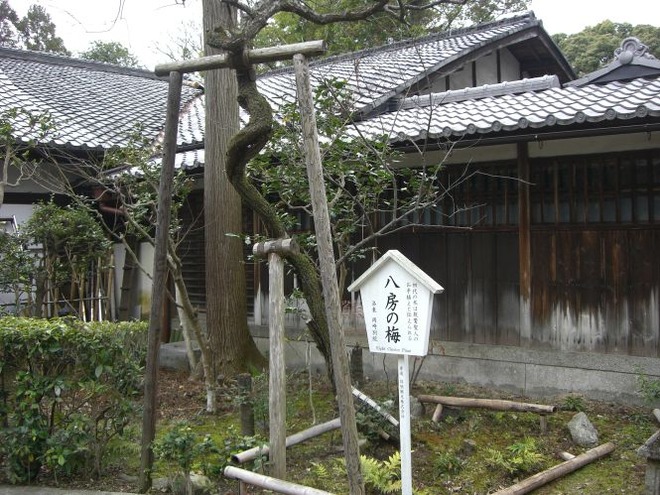 04八房の梅mid