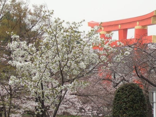 03鳥居と桜mid