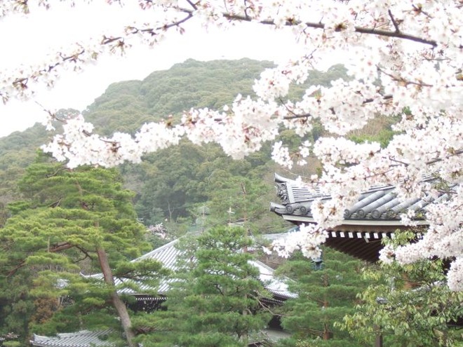 04桜（３）mid