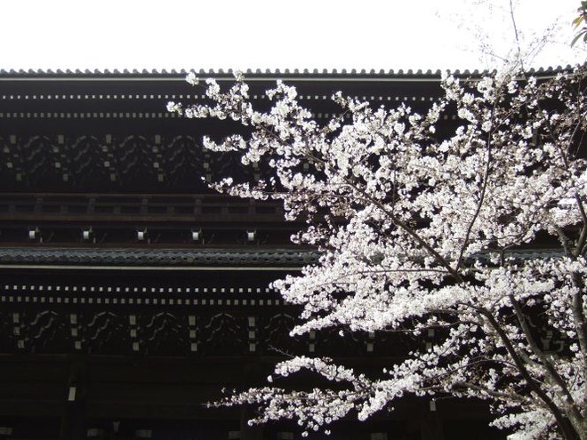 02桜（２）mid