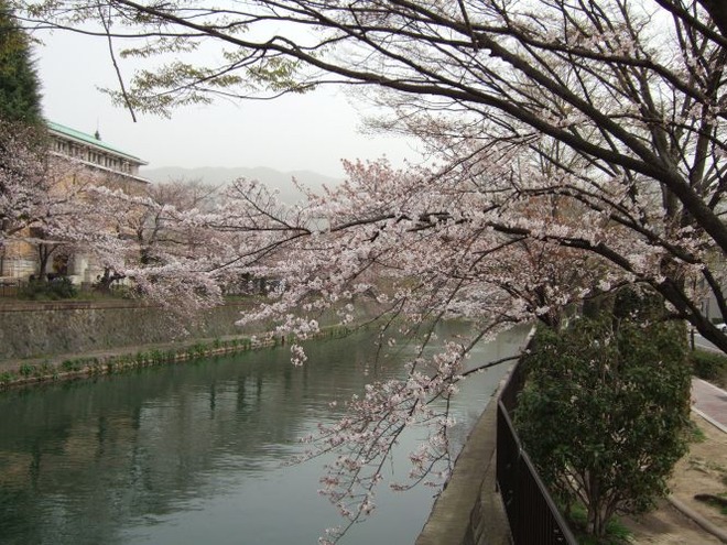 02疏水の桜（２）mid