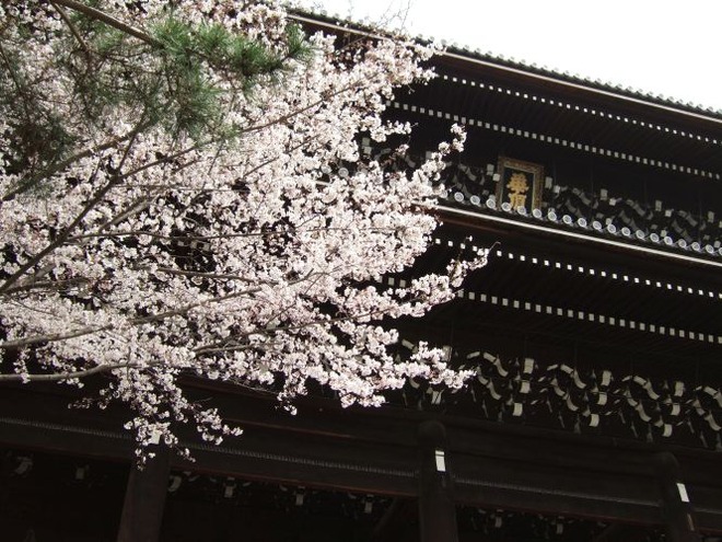 01桜（１）mid
