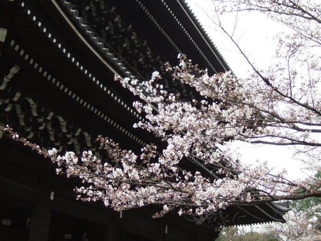 03桜（３）mid