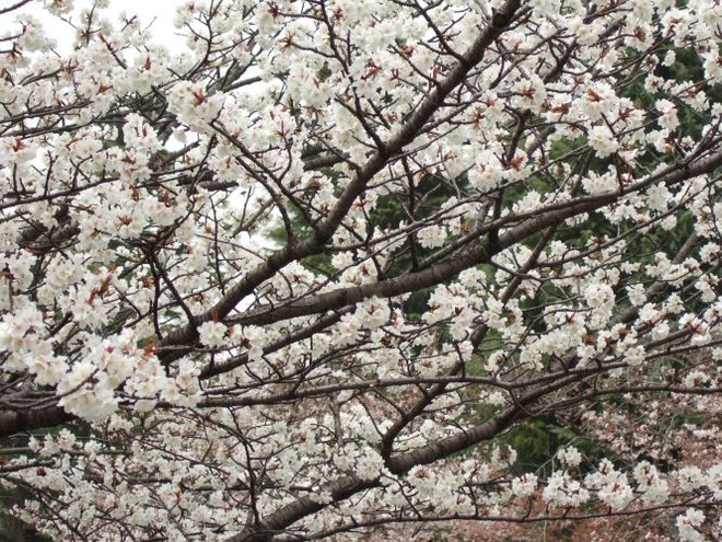 04桜mid