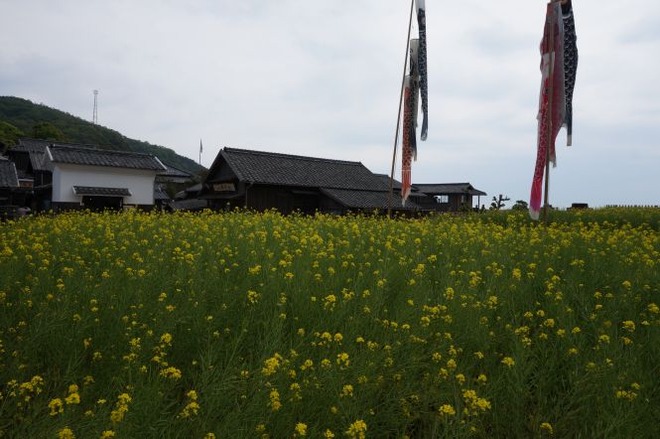 01花畑mid