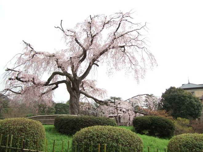 01枝垂れ桜mid