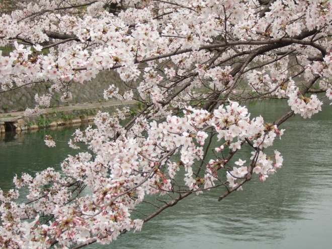 01疏水の桜（１）mid