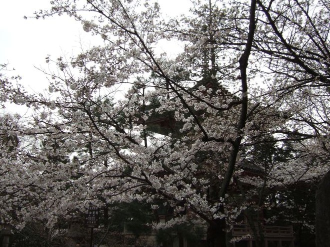 03桜（２）mid