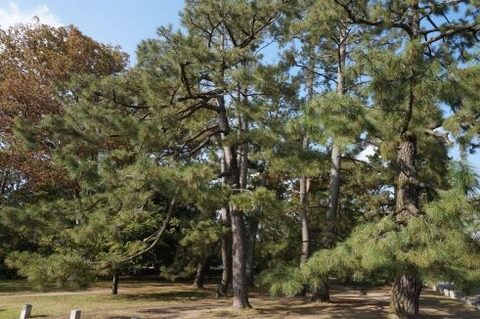 01穂波家の松min