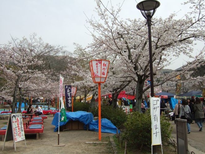02桜（１）mid