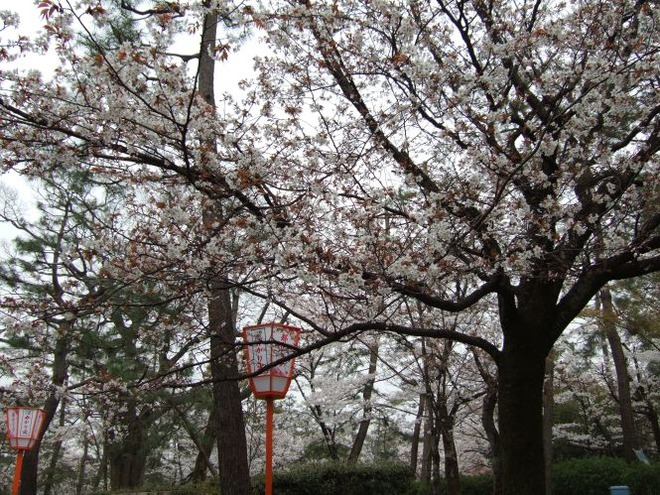 03桜（２）mid