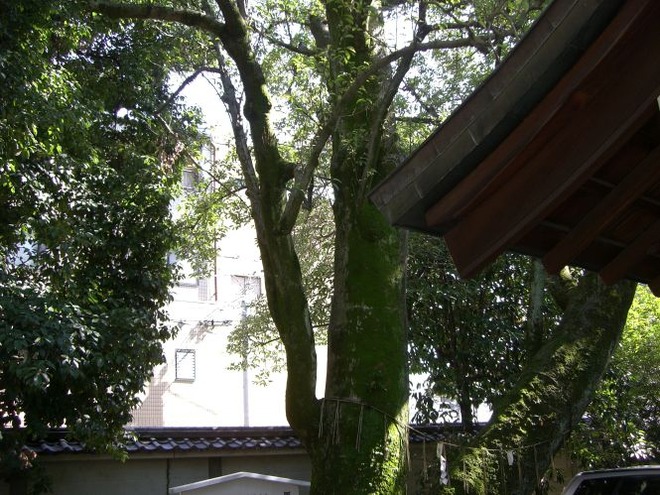 03オガタマノキmid