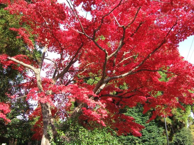 01紅葉mid