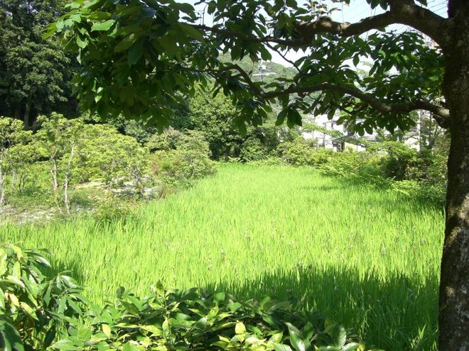 05かきつばた（２）mid