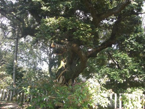  クリックで大きくなります