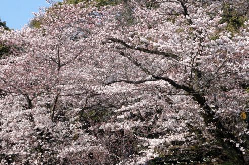  クリックで大きくなります