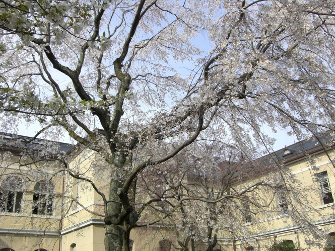 京都府庁旧本館 中庭の桜 京都より愛をこめて