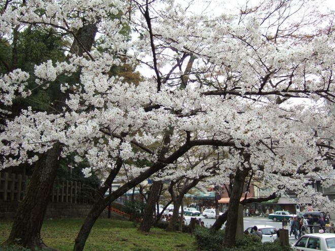 04桜（３）mid