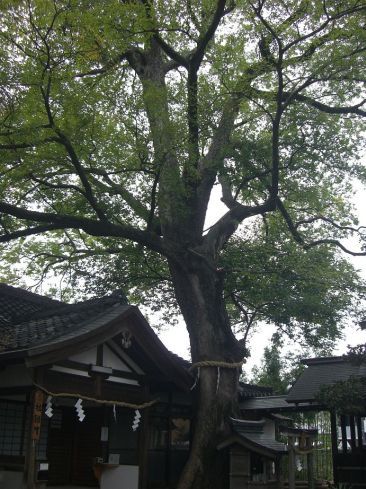クリックで大きくなります