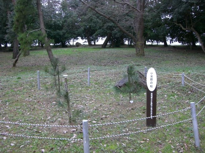 02小女郎の松mid