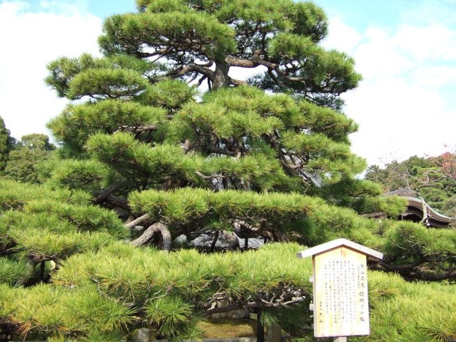 01鎧掛けの松mid