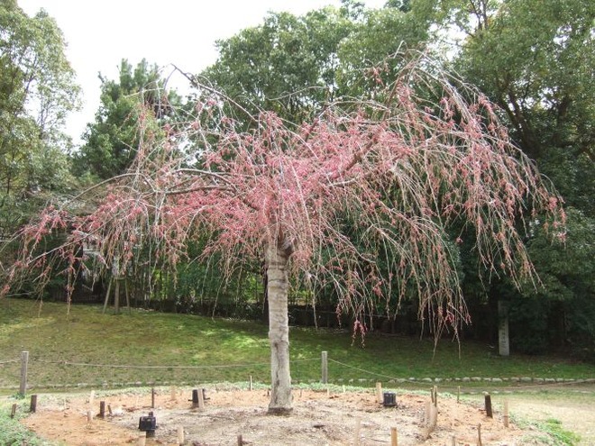 05あおくすの庭mid