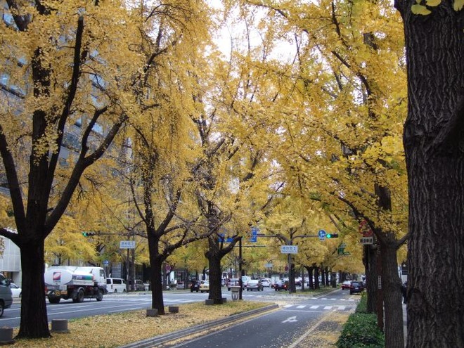 01銀杏mid