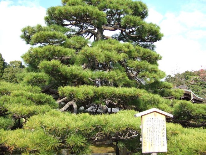 02鎧掛けの松mid
