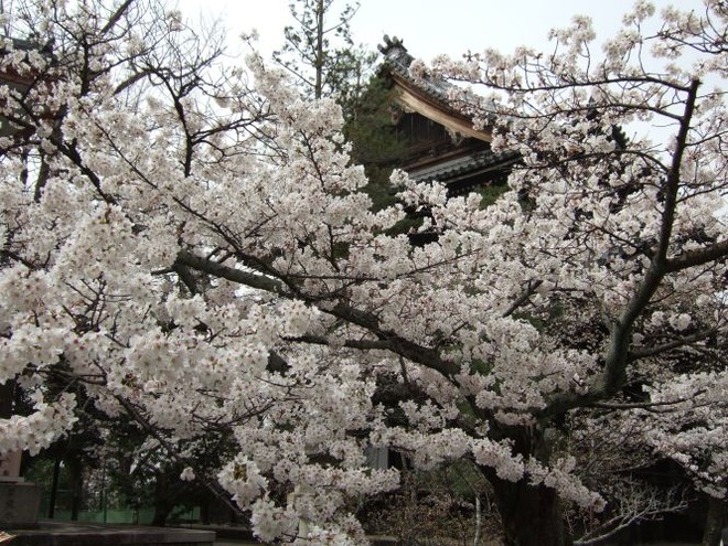 02桜（１）mid
