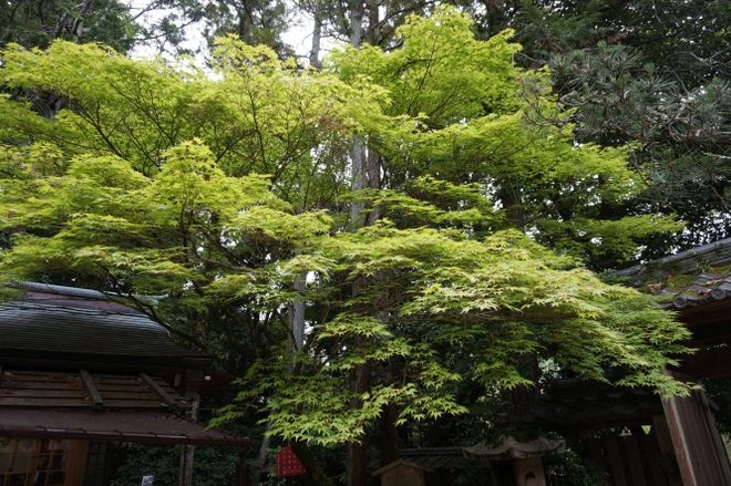 05いろは紅葉mid