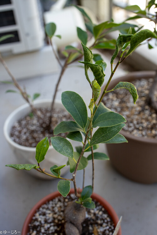 観葉植物 ガジュマルについた虫が消えない ゆーじろーのぶろぐ