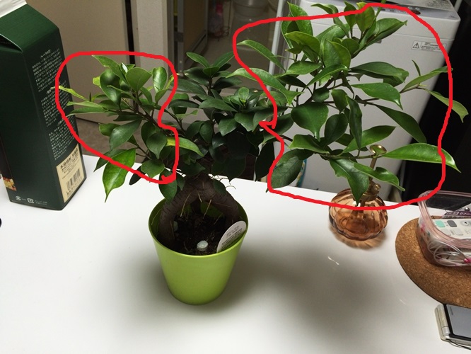 観葉植物 超初心者がガジュマルの植え替えと剪定 挿し木をしてみた 旅とカメラと